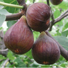 Three ripe figs hanging from a tree branch with green leaves in the background.